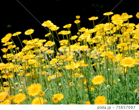 初夏の花壇ダイヤーズカモミール 75657097