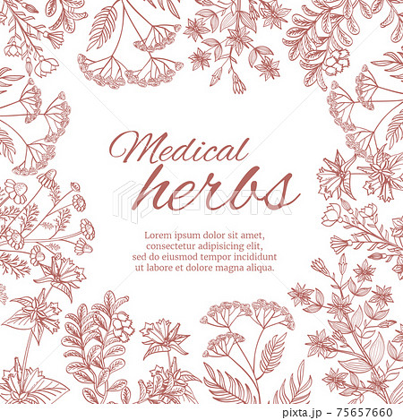 Vintage decorative background with medicinal organic healing plants Vintage decorative background with medicinal organic healing plants 75657660