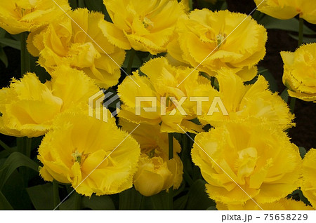 オランダ　キューケンホフ公園　チューリップ 75658229