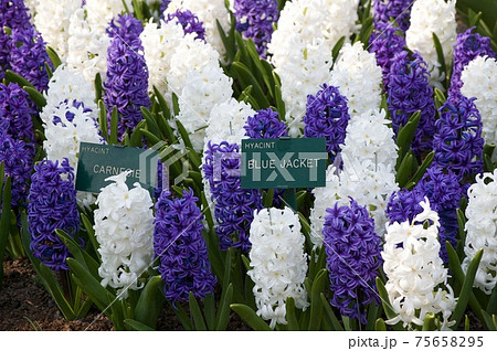 オランダ　キューケンホフ公園　チューリップ 75658295