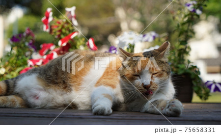 猫 ねこ ネコ 75658331
