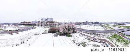 空撮「埼玉県」見沼田んぼの桜の大樹と雪 空撮「埼玉県」見沼田んぼの桜の大樹と雪 75659054