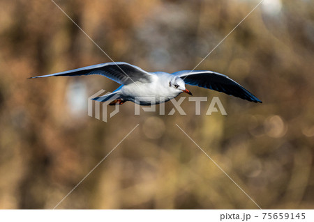 The European Herring Gull, Larus argentatus is a large gull The European Herring Gull, Larus argentatus is a large gull 75659145