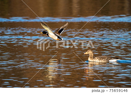 Wild duck or mallard, Anas platyrhynchos flying over a lake 75659146