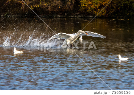 Mute swan, Cygnus olor swimming on a lake 75659156