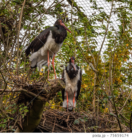 Black stork, Ciconia nigra in a german nature park Black stork, Ciconia nigra in a german nature park 75659174