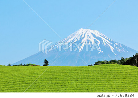 初夏の青空と新緑の茶畑　そして富士山 75659234