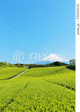 初夏の青空と新緑の茶畑　そして富士山 75659235