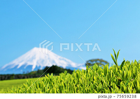 初夏の青空と新緑の茶畑 そして富士山 初夏の青空と新緑の茶畑 そして富士山 75659238