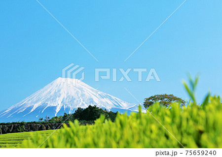 初夏の青空と新緑の茶畑　そして富士山 75659240