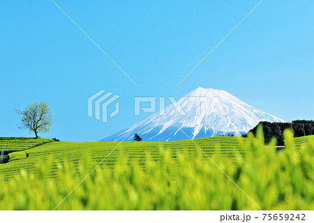 初夏の青空と新緑の茶畑　そして富士山 75659242
