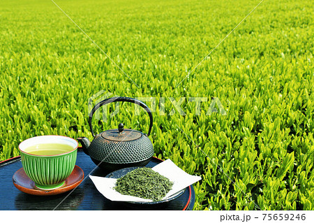 初夏の茶畑と新茶 75659246