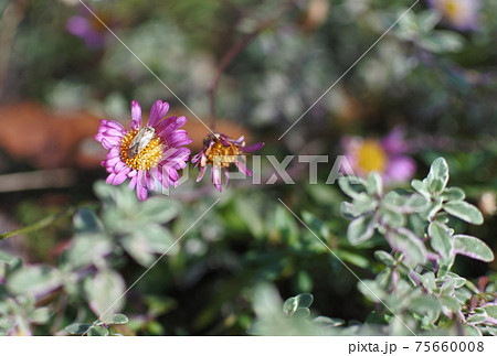 赤紫のキク科の花に昆虫がとまっている 明るい日差しの中で の写真素材