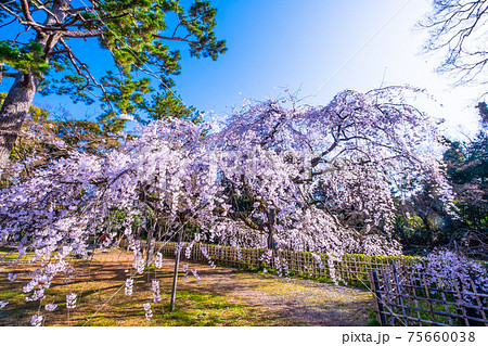 京都御苑の糸桜 75660038