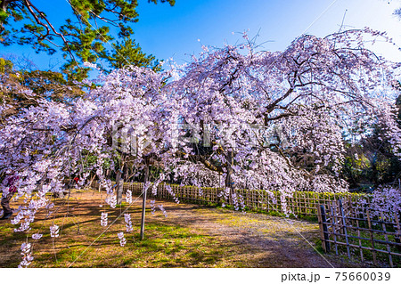 京都御苑の糸桜 75660039