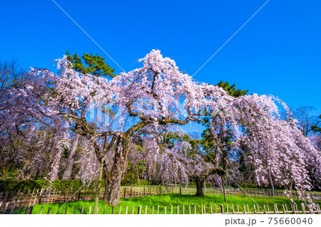 京都御苑の糸桜 75660040
