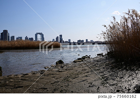 淀川中州の葦と対岸風景 淀川中州の葦と対岸風景 75660162