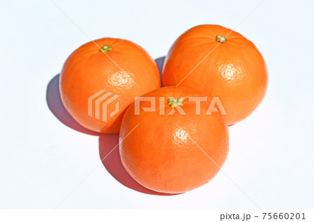 サンクイーン(セミノール) サンクイーン(セミノール) 75660201