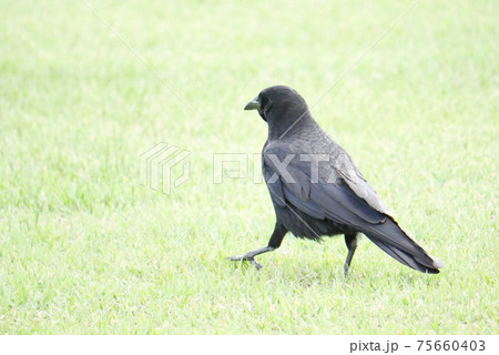 ハシボソガラス 75660403