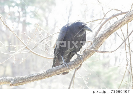 ハシボソガラス 75660407