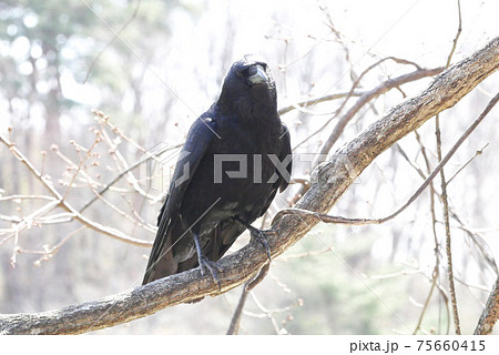 ハシボソガラス 75660415