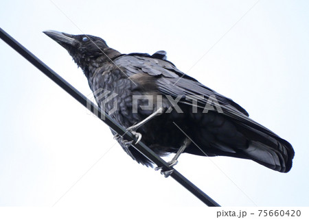 ハシボソガラス 75660420