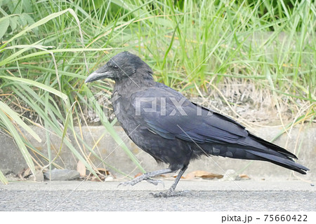 ハシボソガラス 75660422