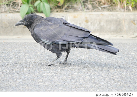 ハシボソガラス 75660427