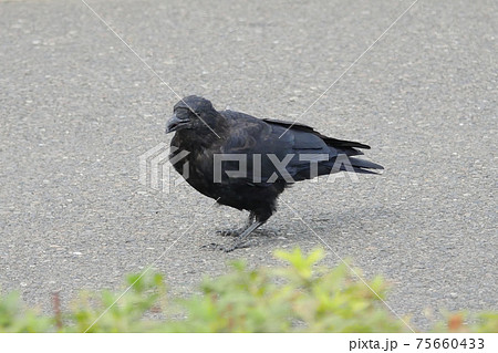 ハシボソガラス ハシボソガラス 75660433