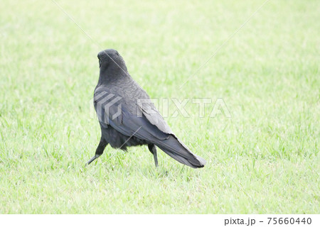 ハシボソガラス 75660440