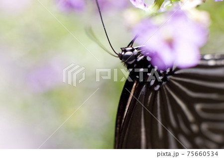 蝶が花の蜜を吸っています。蝶の名前はツムラサキマダラです。 蝶が花の蜜を吸っています。蝶の名前はツムラサキマダラです。 75660534