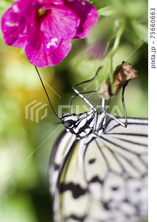 蝶が赤い花の蜜を吸っています 蝶の名前はオオゴマダラです の写真素材