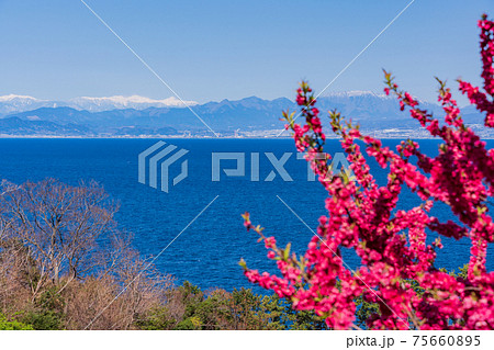 （静岡県）花桃咲く西伊豆井田から、海越しに南アルプス 75660895