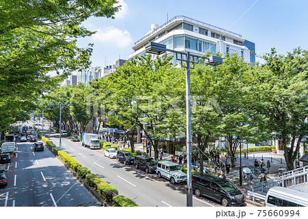 東京都 夏の緑が綺麗な表参道の写真素材