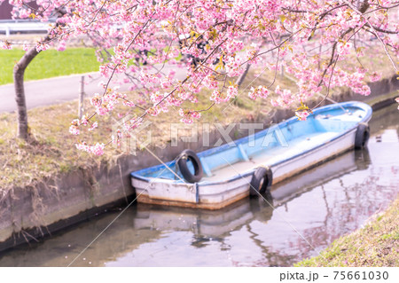 三重県松阪市　水路沿いに咲く笠松河津桜ロードとボート 75661030