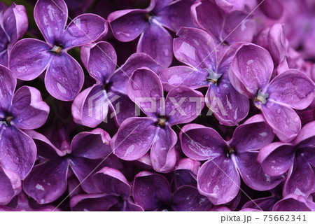 Lilac flowers closeup 75662341