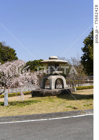 岡崎中央総合公園の桜と石灯籠 75662428