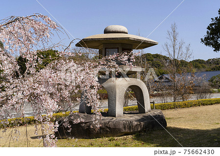 岡崎中央総合公園の桜と石灯籠 75662430
