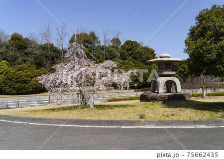 岡崎中央総合公園の桜と石灯籠 75662435