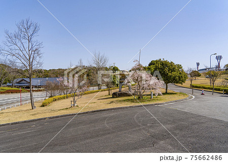 岡崎中央総合公園の桜と石灯籠 75662486