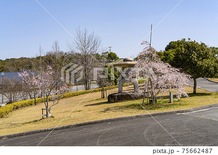 岡崎中央総合公園の桜と石灯籠 75662487