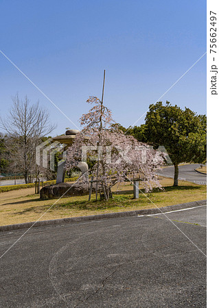 岡崎中央総合公園の桜と石灯籠 75662497