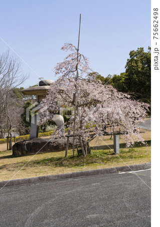 岡崎中央総合公園の桜と石灯籠 75662498