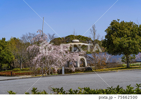岡崎中央総合公園の桜と石灯籠 岡崎中央総合公園の桜と石灯籠 75662500