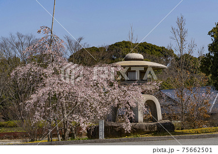 岡崎中央総合公園の桜と石灯籠 75662501