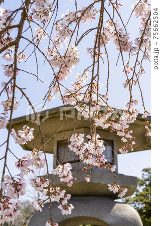 岡崎中央総合公園の桜と石灯籠 75662504