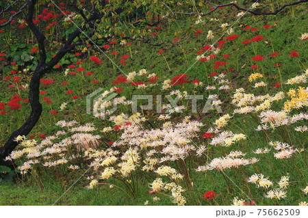 彼岸花 彼岸花 75662509