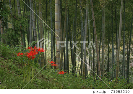 彼岸花 彼岸花 75662510