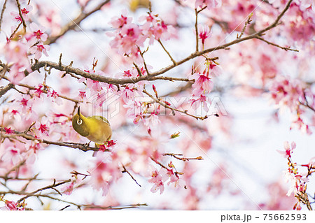 桜の花を覗き込む1羽のメジロ 桜の花を覗き込む1羽のメジロ 75662593