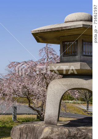 岡崎中央総合公園の桜と石灯籠 75662597